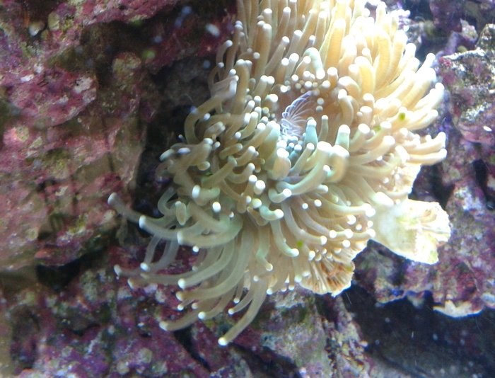  Reef of Aquarium Bucharest Vacaresti nr. 203 - Photo 7 of 9