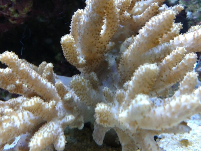  Reef of Aquarium Bucharest Vacaresti nr. 203 - Photo 8 of 9