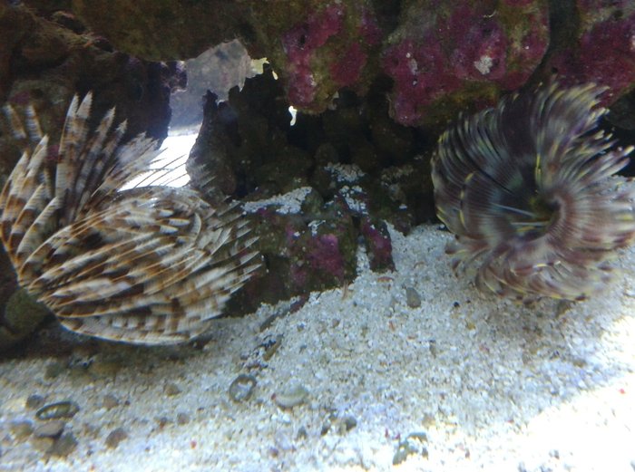  Reef of Aquarium Bucharest Vacaresti nr. 203 - Photo 9 of 9