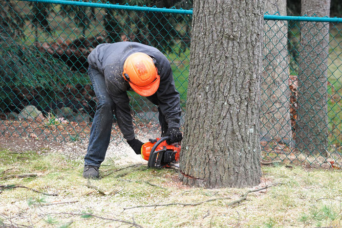  New Album of Tree Service Murfreesboro TN 156 Millwood Dr - Photo 3 of 9
