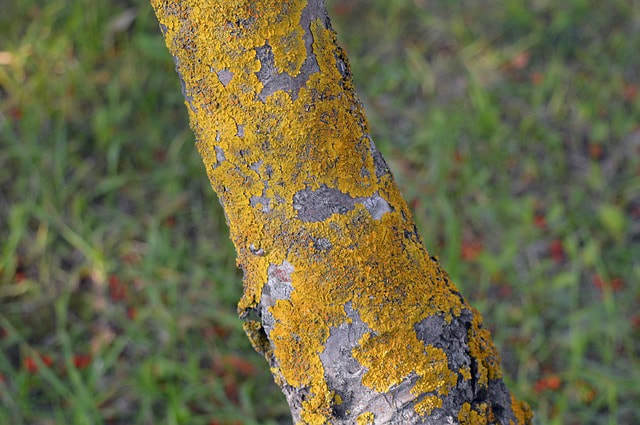  New Album of Tree Service Murfreesboro TN 156 Millwood Dr - Photo 5 of 9