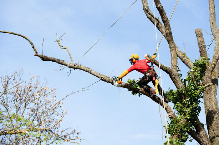  New Album of Tree Service Murfreesboro TN 156 Millwood Dr - Photo 9 of 9