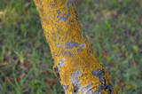 Tree Service Murfreesboro TN, Murfreesboro