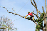 Tree Service Murfreesboro TN, Murfreesboro