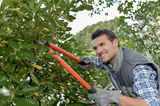 Tree Service Murfreesboro TN, Murfreesboro
