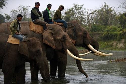 Nepalese mahouts look on as their elephants drink water from the Rapati river at Sauraha in Chitwan, some 150 kms southwest of Kathmandu, during the Chitwan Elephant Festival on December 28, 2013. The ongoing five-day long Chitwan Elephant Festival is cel Profile Photos of Austravel & Tours Nepal P. Ltd. Amrit Marg, Thamel - Photo 5 of 6 Nepalese mahouts look on as their elephants drink water from the Rapati river at Sauraha in Chitwan, some 150 kms southwest of Kathmandu, during the Chitwan Elephant Festival on December 28, 2013. The ongoing five-day long Chitwan Elephant Festival is cel Profile Photos of Austravel & Tours Nepal P. Ltd. Amrit Marg, Thamel - Photo 5 of 6
