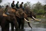 Nepalese mahouts look on as their elephants drink water from the Rapati river at Sauraha in Chitwan, some 150 kms southwest of Kathmandu, during the Chitwan Elephant Festival on December 28, 2013. The ongoing five-day long Chitwan Elephant Festival is cel, Austravel & Tours Nepal P. Ltd., Kathmandu