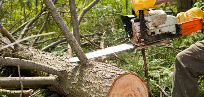  Profile Photos of Beavercreek Tree Care LLC - - Photo 1 of 1