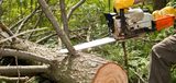 Beavercreek Tree Care LLC, Beavercreek