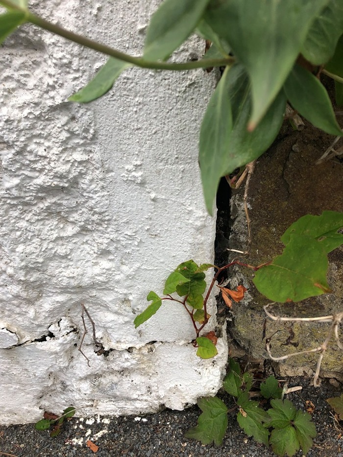 Japanese Knotweed Removal Cornwall Devon Somerset Profile Photos of Southwest Japanese Knotweed Removal Cornwall Devon Somerset Quarry Cottage, Sunny Corner, Portloe - Photo 3 of 13
