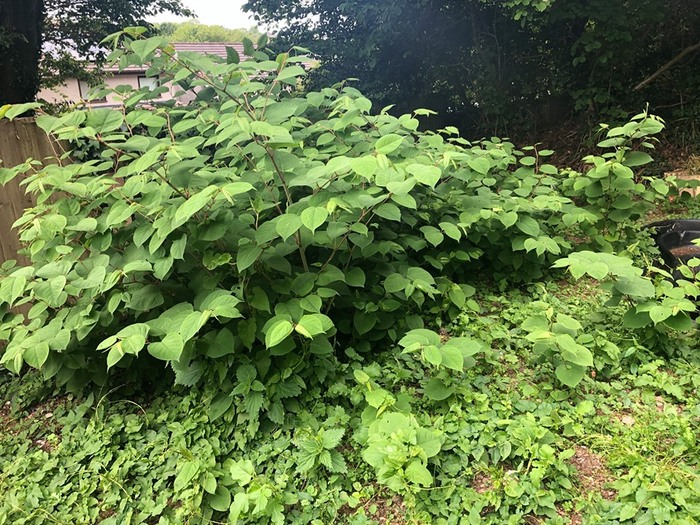 Japanese Knotweed Surveys Cornwall Devon Somerset Profile Photos of Southwest Japanese Knotweed Removal Cornwall Devon Somerset Quarry Cottage, Sunny Corner, Portloe - Photo 8 of 13