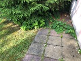 Japanese Knotweed Surveys  Devon, Southwest Japanese Knotweed Removal Cornwall Devon Somerset, Truro