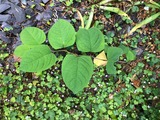 Japanese Knotweed Devon, Southwest Japanese Knotweed Removal Cornwall Devon Somerset, Truro