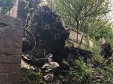Japanese Knotweed Devon, Southwest Japanese Knotweed Removal Cornwall Devon Somerset, Truro