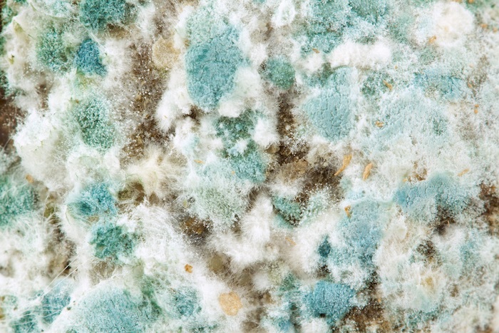  New Album of Mold Removal Experts of Las Vegas 300 S 4th St #350 - Photo 4 of 4
