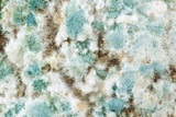 Mold Removal Experts of Las Vegas, Las Vegas