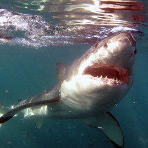  New Album of Great White Shark Tours 8 Swart St - Photo 5 of 6