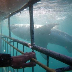  New Album of Great White Shark Tours 8 Swart St - Photo 4 of 6