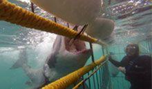  New Album of Great White Shark Tours 8 Swart St - Photo 1 of 6