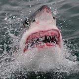  Great White Shark Tours 8 Swart St 