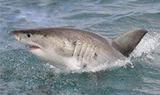 Great White Shark Tours, Van Dyks Bay