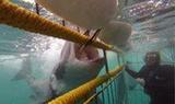 Great White Shark Tours, Van Dyks Bay