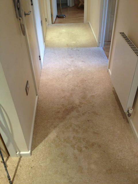  Profile Photos of Grant Cleaning (Sussex) Limited 7 Park View Close - Photo 4 of 30