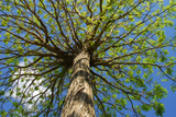 Michael The Tree Cutter Service, Birmingham