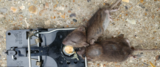 Get the good pest control in Bracknell, Bracknell