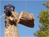 Payless Tree Service, Canton