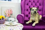 Dog Friendly Cafe and Tearooms. Coffee, Cake and Curtains. Gift and Soft Furnishing destination. Unit 3, The Borough Mews, The Borough Yard 