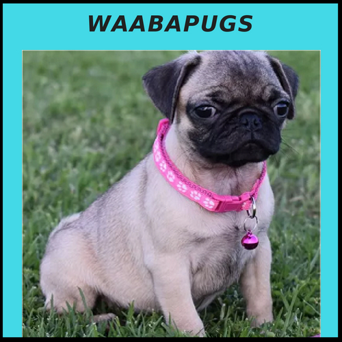  Profile Photos of Waaba Pugs - Pug Puppies For Sale Waaba Pugs - Pug Puppies For Sale - Photo 1 of 1
