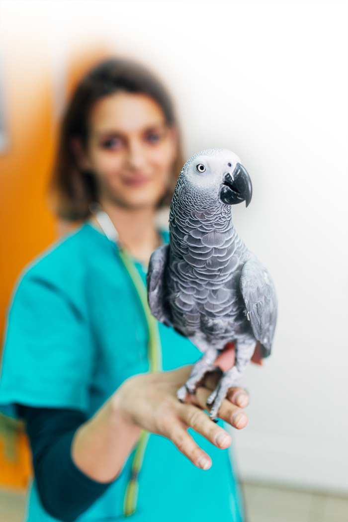Young woman veterinarian standing in her office and holding big African Grey parrot on her fingers New Album of Coronado Pet Hospital 4192 State Highway 528NE - Photo 5 of 7 Young woman veterinarian standing in her office and holding big African Grey parrot on her fingers New Album of Coronado Pet Hospital 4192 State Highway 528NE - Photo 5 of 7