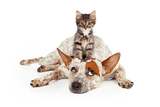  Coronado Pet Hospital 4192 State Highway 528NE 