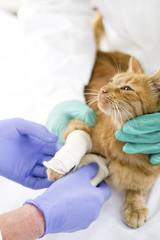  Coronado Pet Hospital 4192 State Highway 528NE 