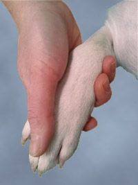 Peaceful pet goodbyes at home Profile Photos of Vets2Home Veterinary Service - Pet End-Of-Life & Euthanasia Services (24/7) P. O. Box 59 - Photo 2 of 7