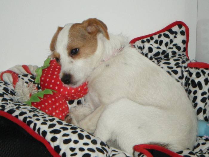 Comfortable in your own  favourite spot - at home Profile Photos of Vets2Home Veterinary Service - Pet End-Of-Life & Euthanasia Services (24/7) P. O. Box 59 - Photo 3 of 7