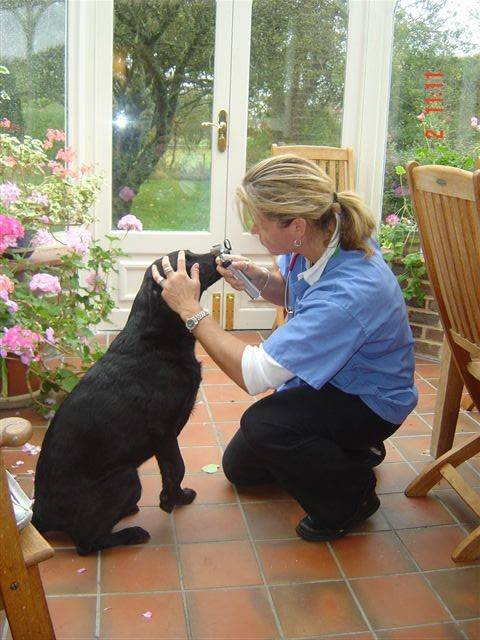         Home Vet Care - stress-free at the end of life. Profile Photos of Vets2Home Veterinary Service - Pet End-Of-Life & Euthanasia Services (24/7) P. O. Box 59 - Photo 4 of 7