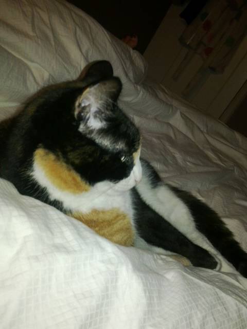 Comfy at home when feeling low and old Profile Photos of Vets2Home Veterinary Service - Pet End-Of-Life & Euthanasia Services (24/7) P. O. Box 59 - Photo 6 of 7