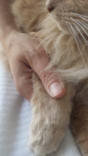 Here for you till the very end Profile Photos of Vets2Home Veterinary Service - Pet End-Of-Life & Euthanasia Services (24/7) P. O. Box 59 - Photo 7 of 7