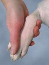 Peaceful pet goodbyes at home Vets2Home Veterinary Service - Pet End-Of-Life & Euthanasia Services (24/7) P. O. Box 59 