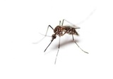 Get Lost Pest Control, Middleton