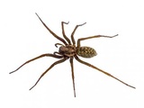 Get Lost Pest Control, Middleton