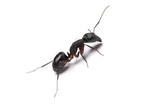 Get Lost Pest Control, Middleton