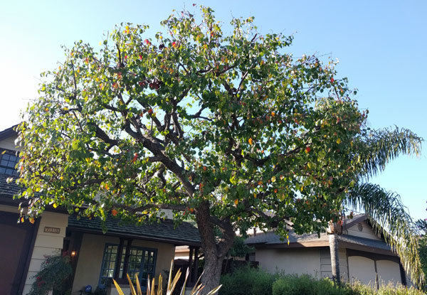  New Album of Luna Tree Service 1110 El Prado - Photo 1 of 5