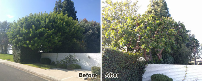  New Album of Luna Tree Service 1110 El Prado - Photo 2 of 5