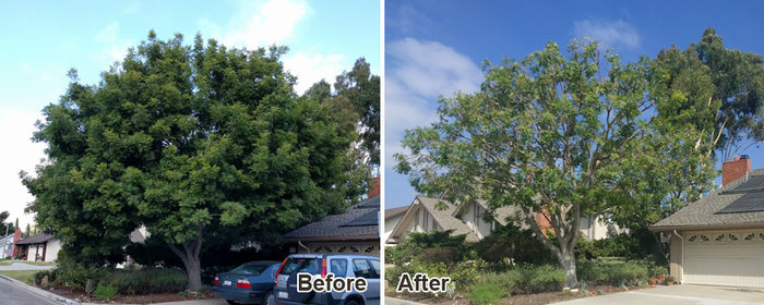  New Album of Luna Tree Service 1110 El Prado - Photo 4 of 5