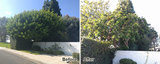 Luna Tree Service, San Clemente