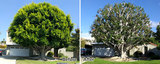 Luna Tree Service, San Clemente