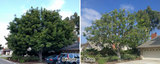 Luna Tree Service, San Clemente